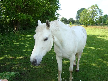 Free Horse White photo and picture