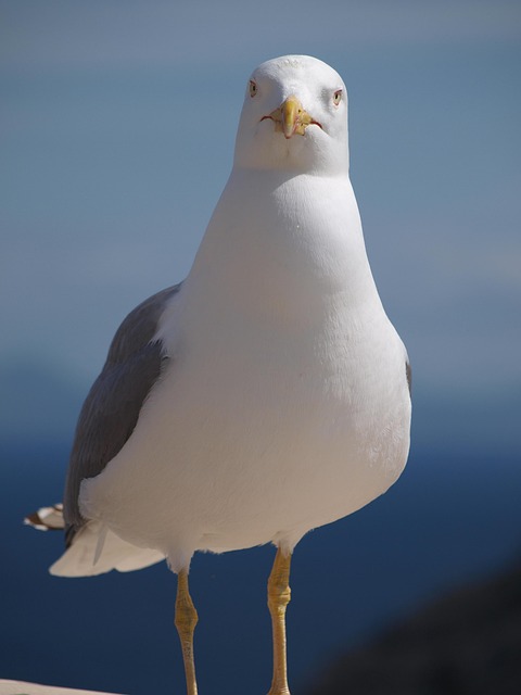 Måge, Fugl, Natur, Dyr, Vandfugl, Tæt Op