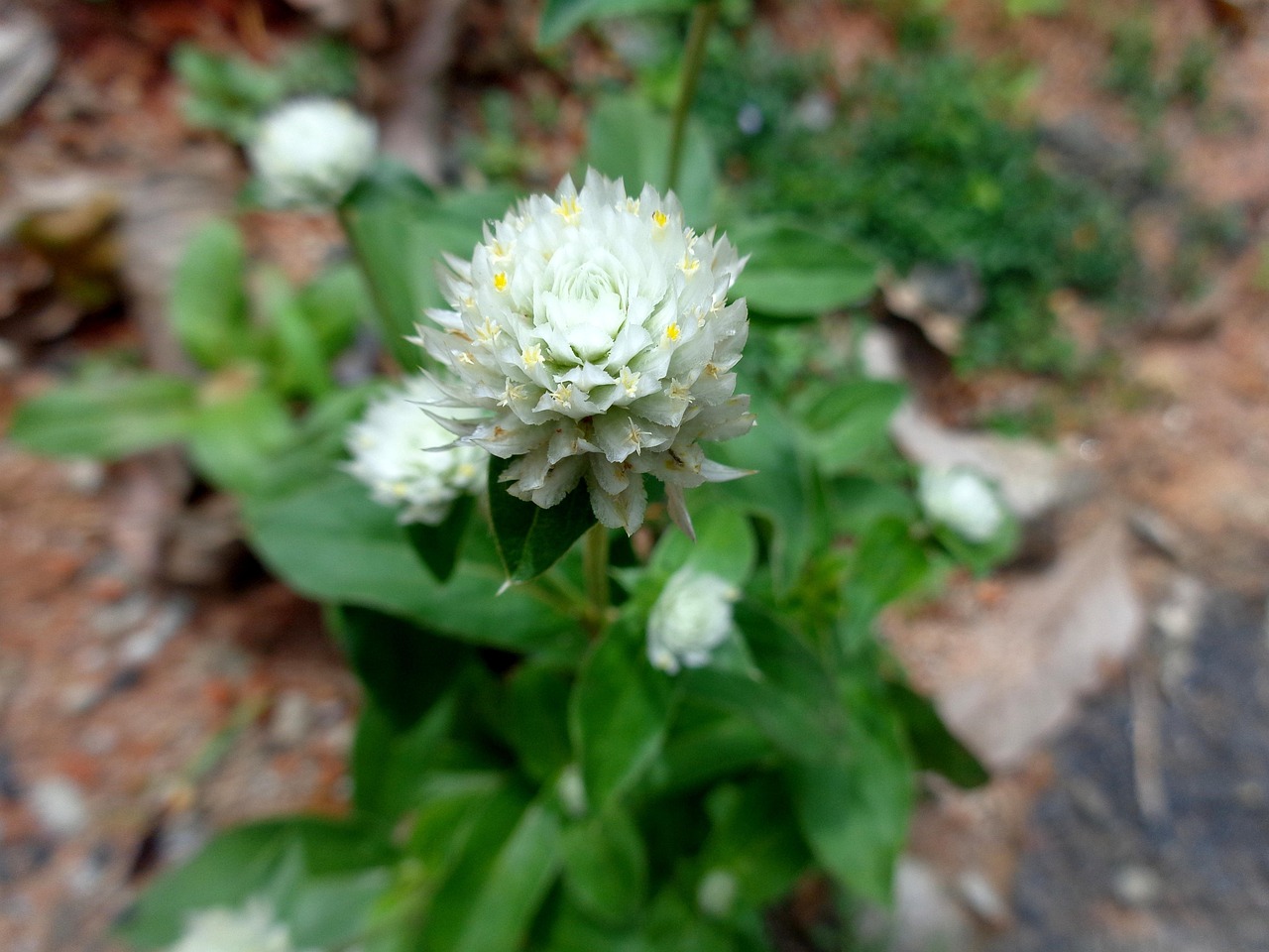케이블카 예약은 안 되고 절정은 10월 20일, 2026 설악산 단풍 제대로 보는 법