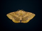 moth, insect, large