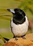 pied butcherbird, butcherbird, bird
