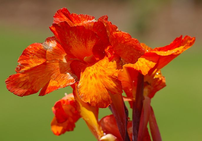 50以上の無料canna Lilies カンナユリ画像
