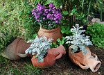 amphorae, terracotta, flowers