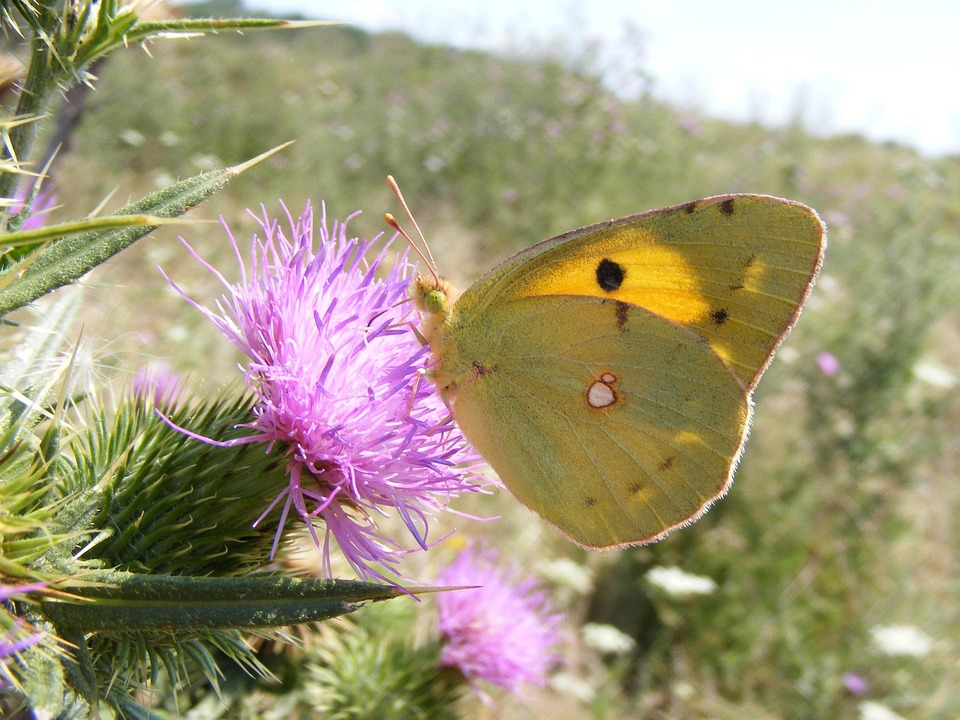 Butterfly Yellow Insect - Free photo on Pixabay