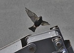 starling, bird, common