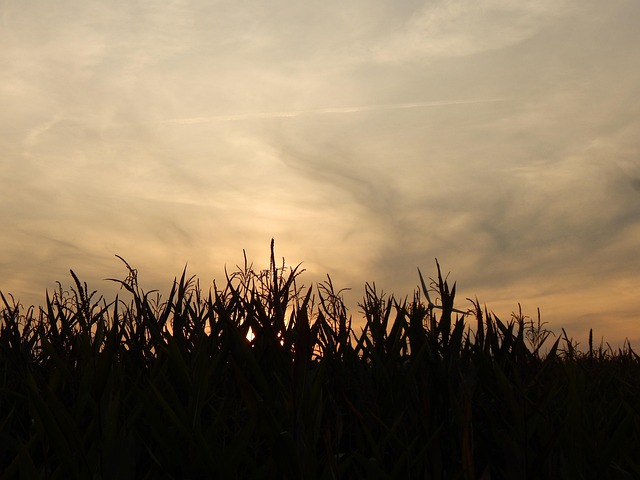 Sonnenuntergang, Feld, Wolken, Felder