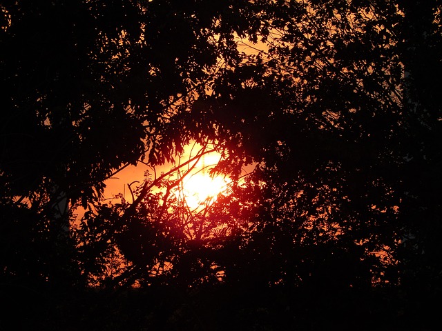 Sonne, Sonnenuntergang, Bäume, Romantik