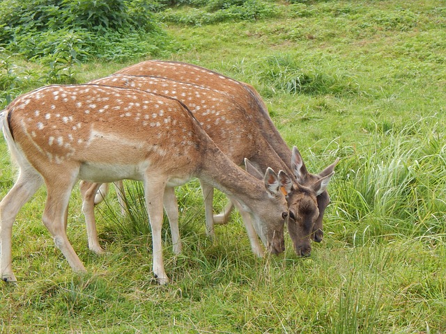 Rehe, Natur, Tier, Rotwild