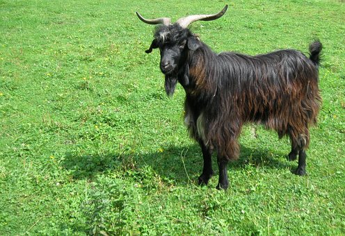 Free Goat Meadow photo and picture
