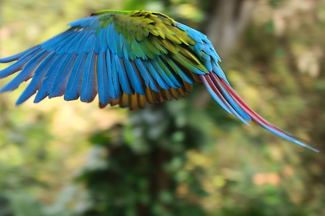 Free Bird Flying Bird photo and picture