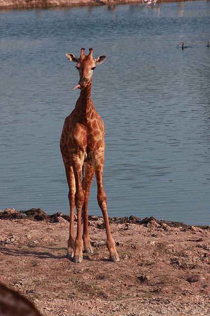 Free Giraffe Safari photo and picture