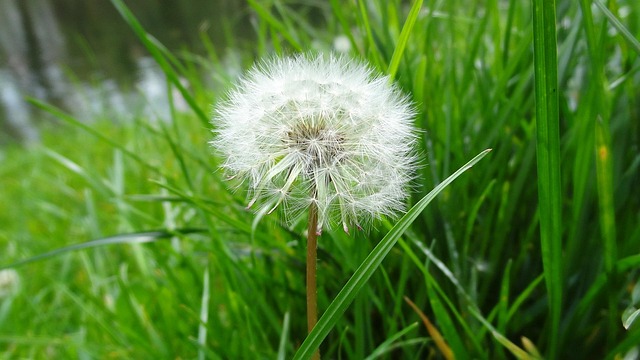 Free Dandelion The Plant photo and picture