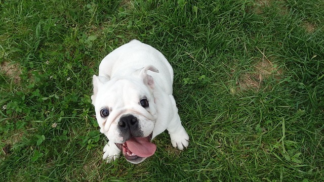 Free Dog Pup photo and picture