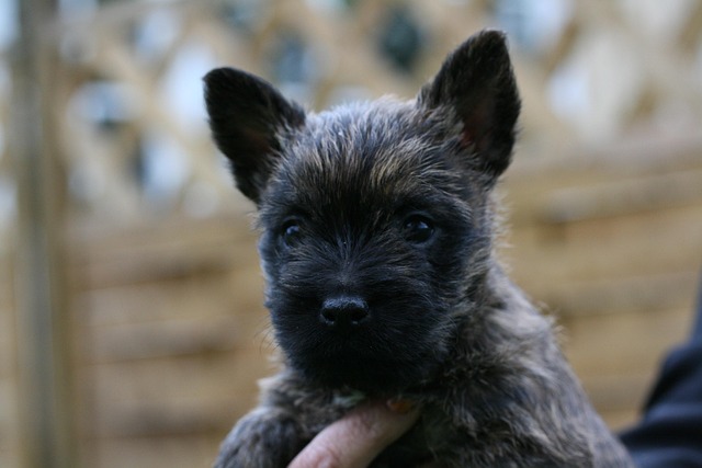 Free Cairnterrier Dog photo and picture