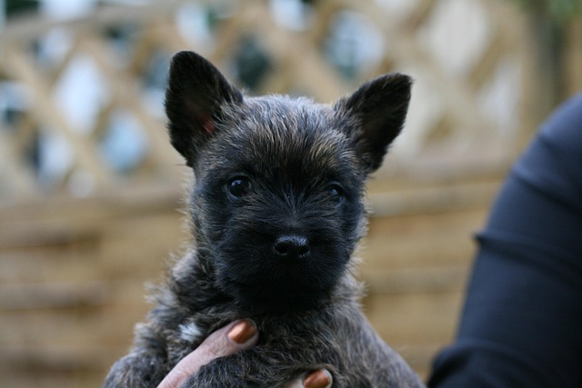 Free Cairnterrier Dog photo and picture