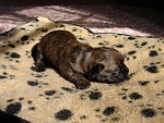 cairn terriers, dog, puppy