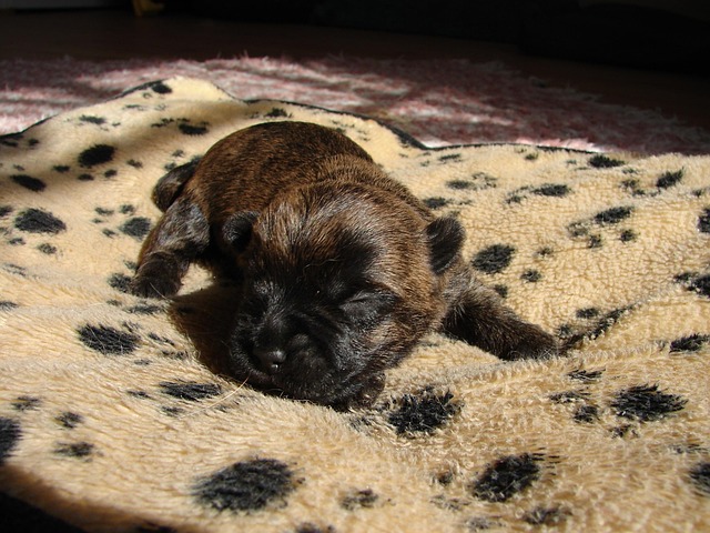 Free Cairnterrier Dog photo and picture