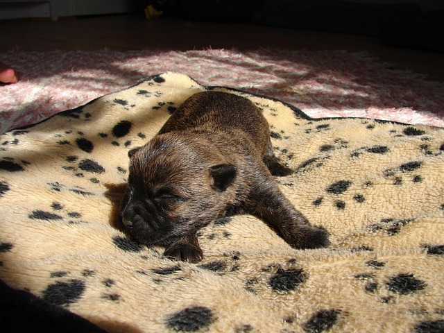 Free Cairnterrier Animal photo and picture
