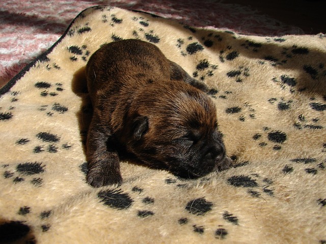 Free Cairnterrier Pet photo and picture