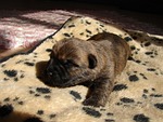 cairn terriers, dog, puppy