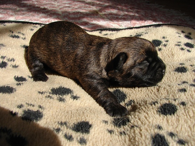 Free Cairnterrier Animal photo and picture