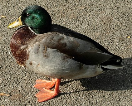 Free Duck Bird photo and picture