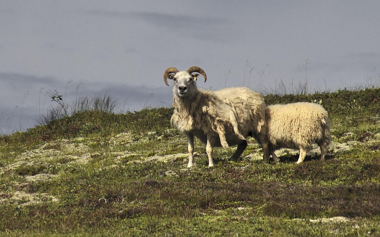 sheep-icelandic-nature-free-photo-on-pixabay