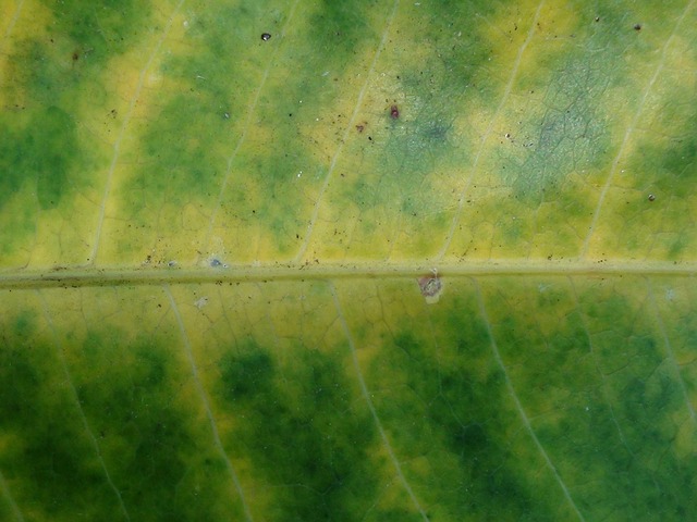 Mango Blad, Blad, Hawaii, Tropisch