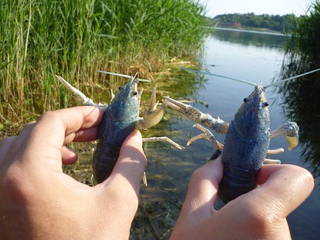 Fluss, Flusskrebs, Hände, Die Natur
