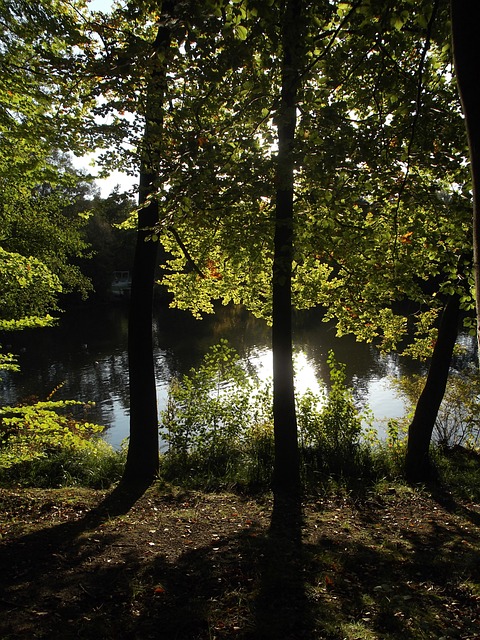 Innsjø, Natur, Skog, Trær