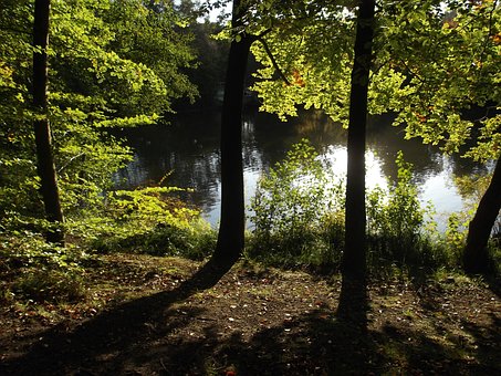 Innsjø, Dam, Natur, Skog, Trær