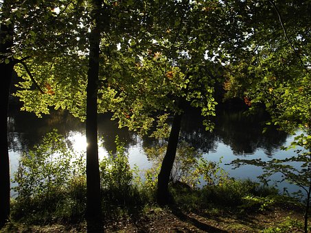 Innsjø, Dam, Natur, Skog, Trær