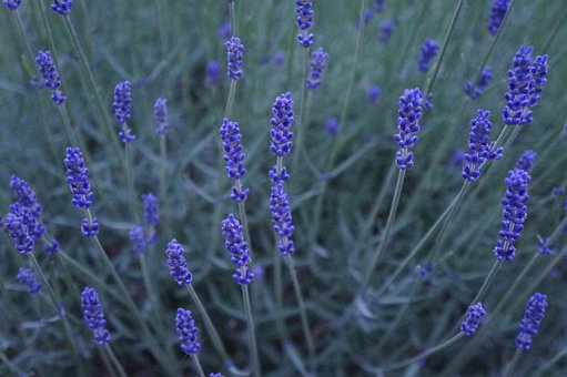 Lavendel, Lilla, Blomst