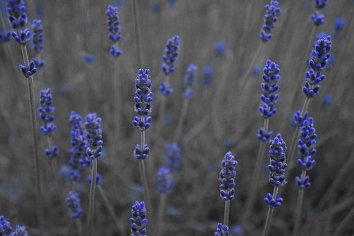 Lavendel, Lilla, Blomst