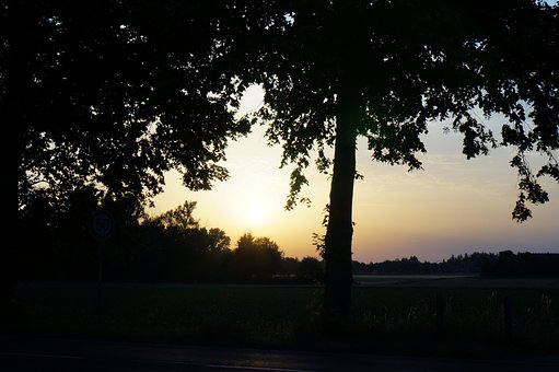 Landskap, Trær, Natur