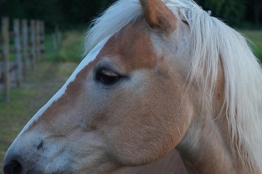 Haflinger, Hester, Ponni