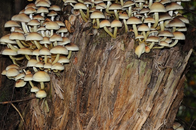 Free Mushrooms Tree Stump photo and picture