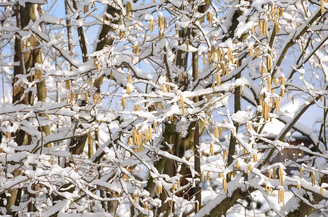 Free Snow Spring photo and picture