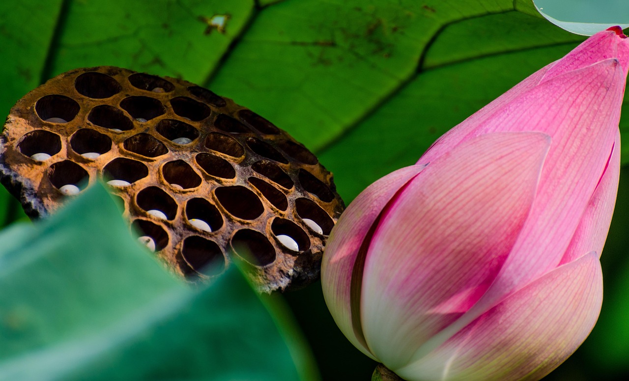 Lotus Flower Plant - Free photo on Pixabay
