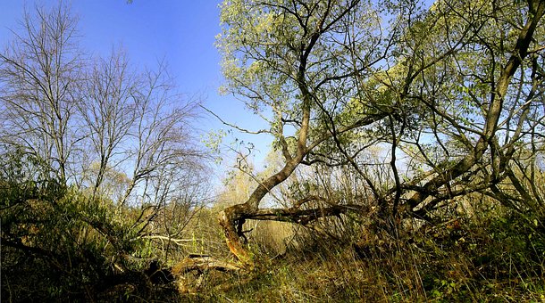 Baum, Die Natur, Landschaft, Bäume, Wald
