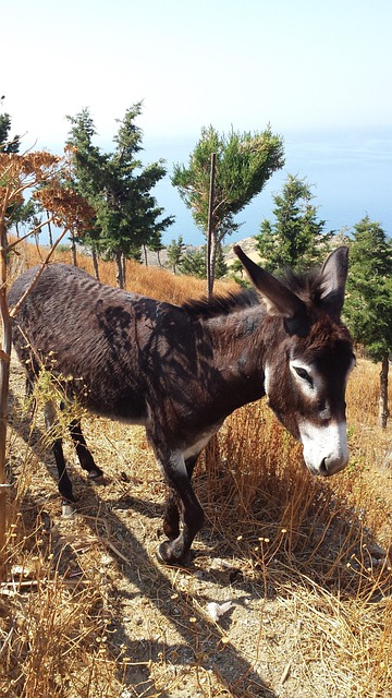 Măgar, Grecia, Animal De Povară