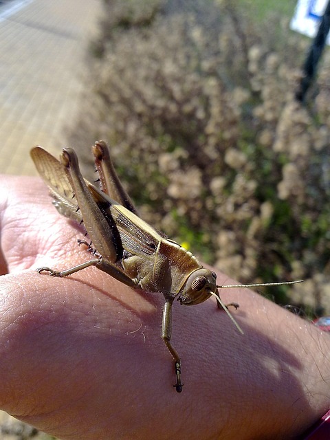 Free Locust Grasshopper photo and picture