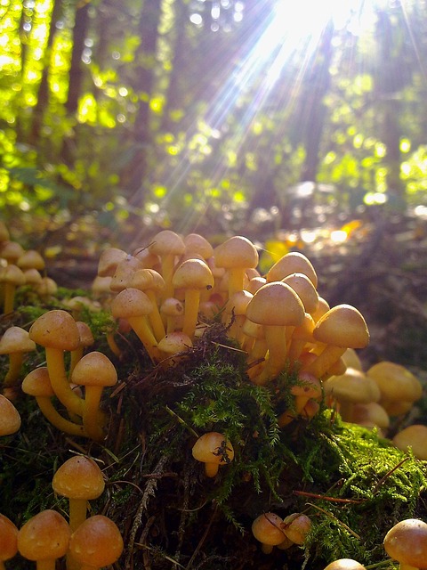 Free Mushroom Nature photo and picture