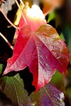 wine partner, autumn, red
