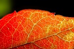 autumn, wine partner, red
