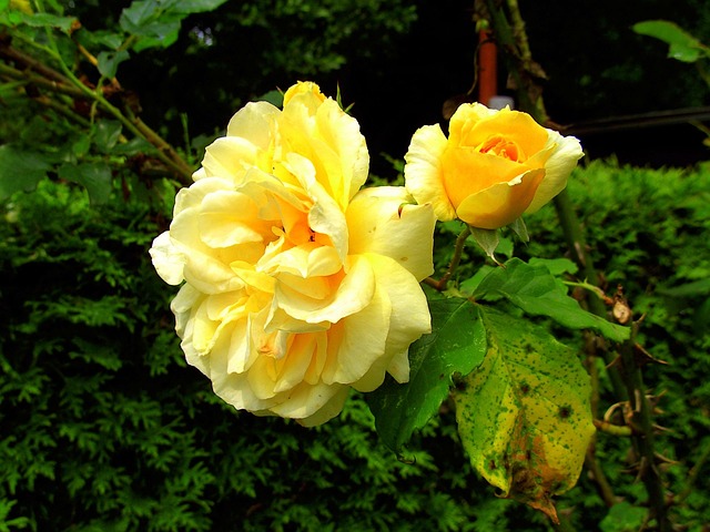 Rosen, Gelb, Garten, Blume, Rosenblüte