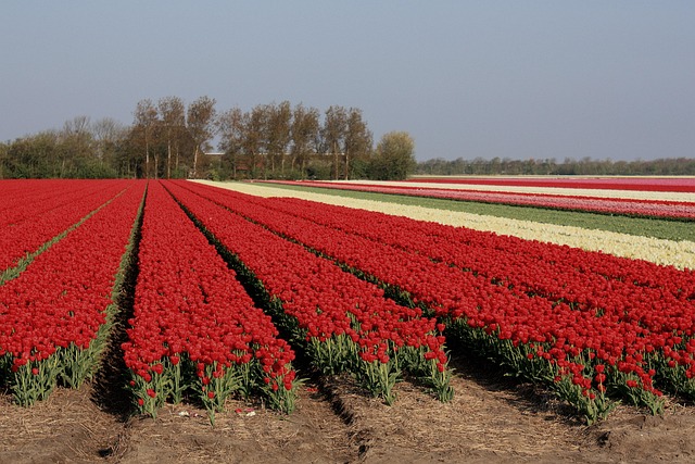 Tulpen, Natur, Bunt, Rot, Blühen, Blumen