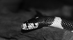 california getula, chain natter, snake