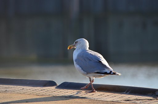 Meeuw, Zeevogel, Natuur, Vogel, Kust