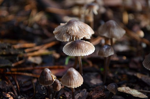 Paddestoelen, Bosgrond, Natuur, Val